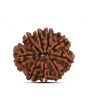 9 Mukhi Rudraksha (Nepal) 23.72 MM
