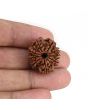 9 Mukhi Rudraksha (Nepal) 23.72 MM