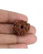 9 Mukhi Rudraksha (Nepal) 23.72 MM
