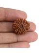 9 Mukhi Rudraksha (Nepal) 22.24 MM
