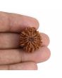 9 Mukhi Rudraksha (Nepal) 22.24 MM