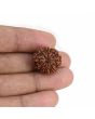 9 Mukhi Rudraksha (Nepal) 19.33 MM