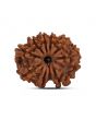 9 Mukhi Rudraksha (Nepal) 20.71 MM