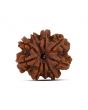 9 Mukhi Rudraksha (Nepal) 20.97 MM