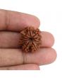 9 Mukhi Rudraksha (Nepal) 20.97 MM