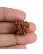 9 Mukhi Rudraksha (Nepal) 20.97 MM