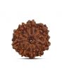 9 Mukhi Rudraksha (Nepal) 20.33 MM