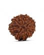 9 Mukhi Rudraksha (Nepal) 20.33 MM