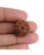9 Mukhi Rudraksha (Nepal) 20.33 MM
