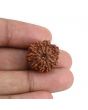 9 Mukhi Rudraksha (Nepal) 20.33 MM