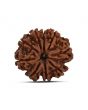9 Mukhi Rudraksha (Nepal) 22.93 MM