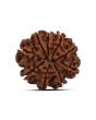 9 Mukhi Rudraksha (Nepal) 22.93 MM
