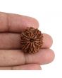 9 Mukhi Rudraksha (Nepal) 22.93 MM