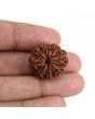 9 Mukhi Rudraksha (Nepal) 22.93 MM