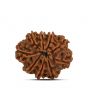 9 Mukhi Rudraksha (Nepal) 22.96 MM