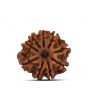 9 Mukhi Rudraksha (Nepal) 23.27 MM