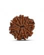 9 Mukhi Rudraksha (Nepal) 23.27 MM