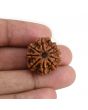 9 Mukhi Rudraksha (Nepal) 23.27 MM