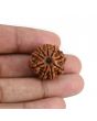 9 Mukhi Rudraksha (Nepal) 23.27 MM