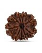9 Mukhi Rudraksha (Nepal) 22.38 MM
