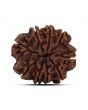 9 Mukhi Rudraksha (Nepal) 22.38 MM