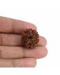 9 Mukhi Rudraksha (Nepal) 22.38 MM