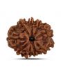 9 Mukhi Rudraksha (Nepal) 21.72 MM