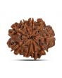 9 Mukhi Rudraksha (Nepal) 21.72 MM