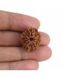 9 Mukhi Rudraksha (Nepal) 21.72 MM