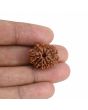 9 Mukhi Rudraksha (Nepal) 21.72 MM