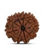 9 Mukhi Rudraksha (Nepal) 21.44 MM