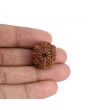 9 Mukhi Rudraksha (Nepal) 21.44 MM