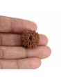 9 Mukhi Rudraksha (Nepal) 21.44 MM