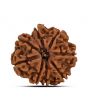 9 Mukhi Rudraksha (Nepal) 21.33 MM