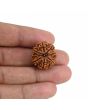 9 Mukhi Rudraksha (Nepal) 21.33 MM