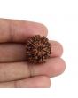 9 Mukhi Rudraksha (Nepal) 21.07 MM