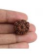 9 Mukhi Rudraksha (Nepal) 21.07 MM