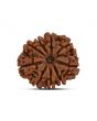 9 Mukhi Rudraksha (Nepal) 23.37 MM