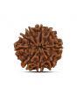 9 Mukhi Rudraksha (Nepal) 21.71 MM