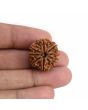 9 Mukhi Rudraksha (Nepal) 21.71 MM