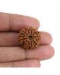 9 Mukhi Rudraksha (Nepal) 21.71 MM