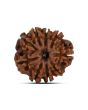 9 Mukhi Rudraksha (Nepal) 21.1 MM