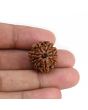 9 Mukhi Rudraksha (Nepal) 21.1 MM