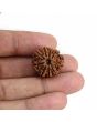 9 Mukhi Rudraksha (Nepal) 21.1 MM