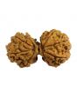 Natural 9 Mukhi (Nine Mukhi) Gauri Shankar Nepali Rudraksha GJSPC Certified 37.07 M.M.