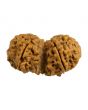 Natural 9 Mukhi (Nine Mukhi) Gauri Shankar Nepali Rudraksha GJSPC Certified 37.07 M.M.