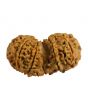 Natural 9 Mukhi (Nine Mukhi) Gauri Shankar Nepali Rudraksha GJSPC Certified 37.07 M.M.