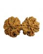 Natural 9 Mukhi (Nine Mukhi) Gauri Shankar Nepali Rudraksha GJSPC Certified 37.07 M.M.