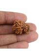 Garbh Gauri Rudraksha Nepal (GJSPC Certfied) 23.87 M.M.
