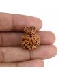 Garbh Gauri Rudraksha Nepal (GJSPC Certfied) 23.87 M.M.